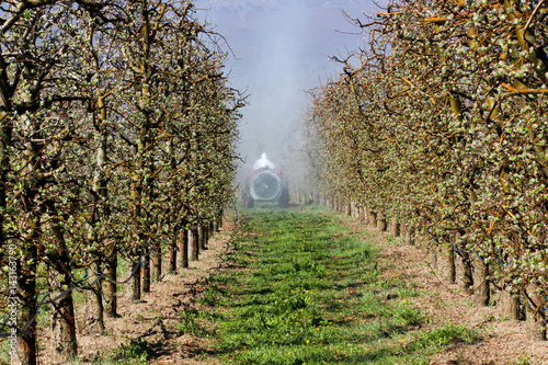 Plakat Ciągnik rozpyla środek owadobójczy w sadzie jabłkowym