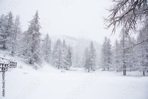 Fotografía bianca foresta durante una nevicata in montagna