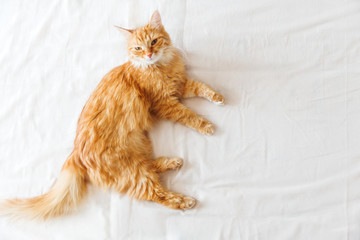 Wall Mural - Cute ginger cat  lying in bed. Cute cozy background, morning bedtime at home. Top view, flat lay.