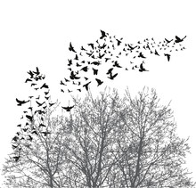 Silhouette Flying Birds Vector Illustration