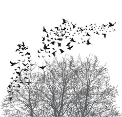 Sticker - Silhouette flying birds vector illustration