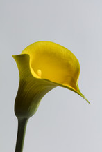 Large Flower Of Yellow Calla On Gray Background