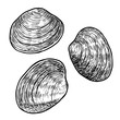 Edible clam illustration, drawing, engraving, ink, line art, vector