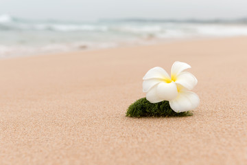 Sticker - Frangipani flower