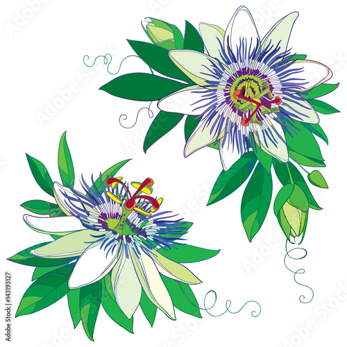 Vector Tropical Blue Passiflora Or Passion Flower Outline Exotic Flowers Bud And Leaf Isolated On White Background Corner Composition With Floral Elements In Contour Style For Summer Design Stock Vector Adobe adobe stock