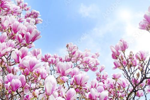 Naklejki magnolia  kwitnace-drzewo-magnolii