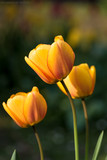 Fototapeta Tulipany - tulipes