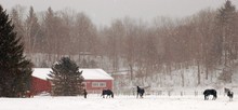 Horses In Winter Rural Farm Scene