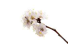 Flowering Apricot Branch Isolated