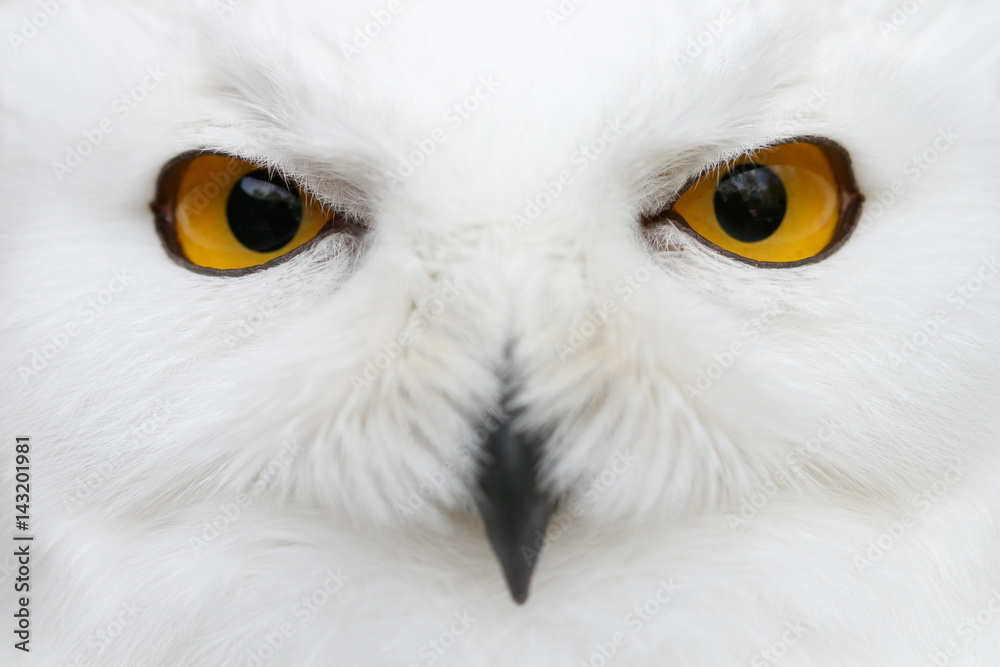 Evil eyes of the snow - Snowy owl (Bubo scandiacus) close-up portrait - obrazy, fototapety, plakaty 