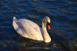 White swan near the riverbank. Lone swan swimming in clean, transparent water.