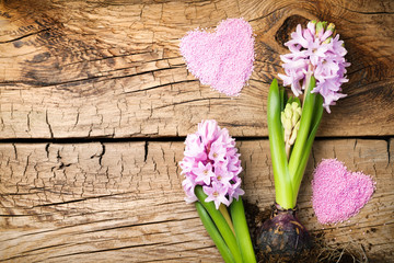 Wall Mural - Gardening Background with Hyacinth Flowers on Wooden Table