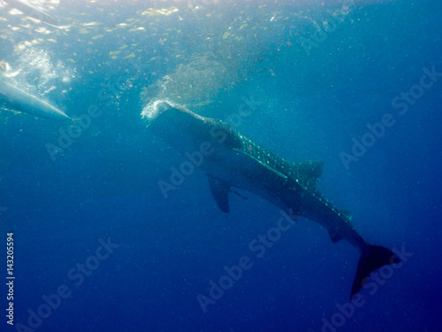 Philippines Under Water Whale Shark Rhincodon Typus Is A Slow