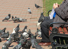 The Old Man Feeding The Pigeons