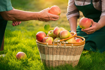 Wall Mural - Senior hands holding fruits. Apple basket on grass. Gardening as home based business.