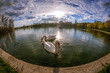 Two beautiful swans in Titan Park in Bucharest in the spring