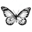 black butterfly,watercolor, isolated on a white