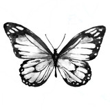 Fototapeta Motyle - black butterfly,watercolor, isolated on a white