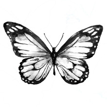 Black Butterfly,watercolor, Isolated On A White