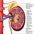 Anatomie der menschlichen Niere, vektor illustration