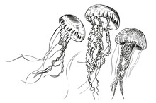 Hand Drawn Jellyfish. Vector Illustration. Sea Collection.