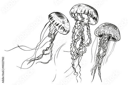 Fotomural Hand drawn jellyfish. Vector illustration. Sea collection.
