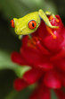 Red eyed tree frog from Costa Rica