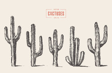 Set Cactus Hand Drawn Vector Illustration Sketch