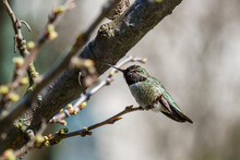 Green Hummingbird Bird On The Branch With Blury Background