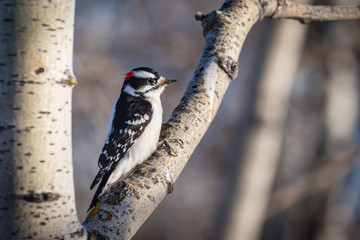 Wall Mural - Downy Woodpecker