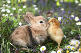 Fototapeta Zwierzęta - Best friends bunny rabbit and chick are kissing