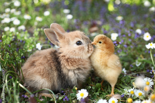 Cuadros en Lienzo Best friends bunny rabbit and chick are kissing