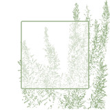 Fototapeta Sypialnia - Beautiful vector floral spring or summer background. Banner, poster with fresh green rosemary branches. Isolated illustration with text frame on white background. EPS 10