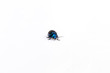 blue mint beetle