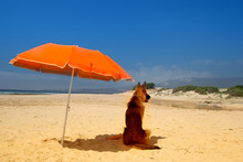 German Shepherd Sunbathes On The Sunny Beach Of Atlantic Ocean Near The Big Bright Orange Beach Umbrella.