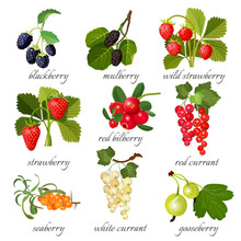 Black Blackberry And Mulberry, Wild Strawberry, Red Bilberry, Currant, Seaberry