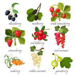 black blackberry and mulberry, wild strawberry, red bilberry, currant, seaberry