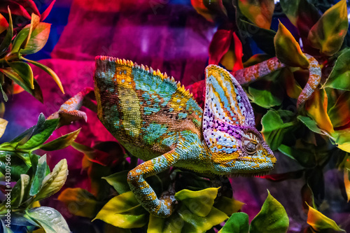 Fotografía Exhibition of terrarium animals in Uzhhorod