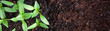 Leinwandbild Motiv Young green seedlings plants growing in compost trays the view from the top, border design panoramic 