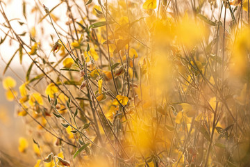 beautiful sunset scene view at sunhemp flowers field (Crotalaria)