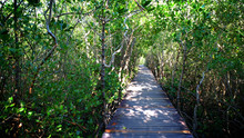 Mangrove Forest At Thailand.