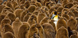 Alone in a Crowd, King Penguin chicks and adult, South Georgia