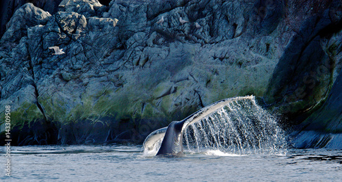 Fotografía Humpback Whale and Gull, Quirpon Island, Newfoundland, Canada