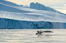 Humpback Whale & Iceberg, Disko Bay, Greenland