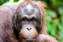 Face Of An Orangutan