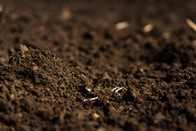 Closeup Of A Plowed Field, Fertile, Black Soil.