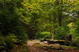 Fototapeta Perspektywa 3d - Small path in the beech forest