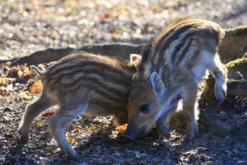 Wall Mural - Animal - wild boar in the wild. Cubs playing in the woods on the sun.