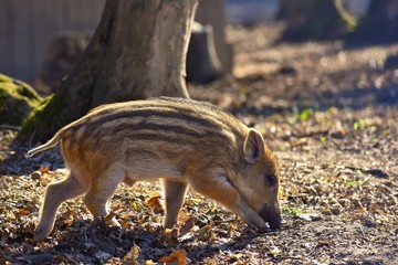 Wall Mural - Animal - wild boar in the wild.