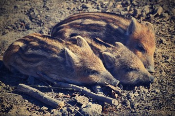 Wall Mural - Animal - wild boar in the wild.